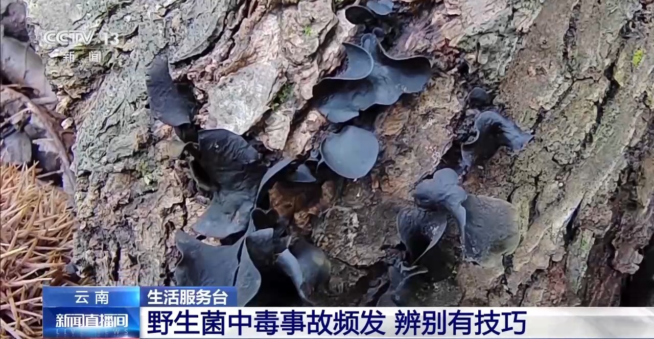 21點：又到野生菌中毒高發季 專家教你如何正確識菌